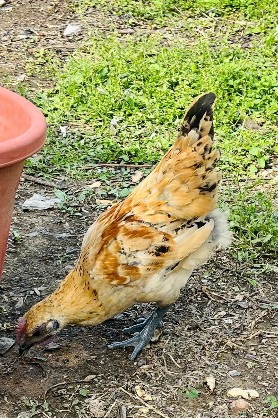 DƬ